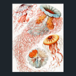 Jellyfish, Discomedusae by Ernst Haeckel Poster<br><div class="desc">Jellyfish,  Discomedusae Scheibenquallen by Ernst Haeckel Poster</div>