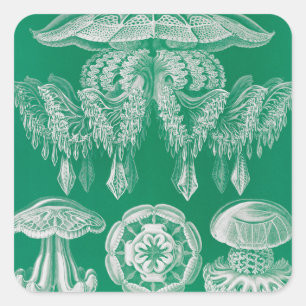 Jellyfish, Discomedusae by Ernst Haeckel Square Sticker