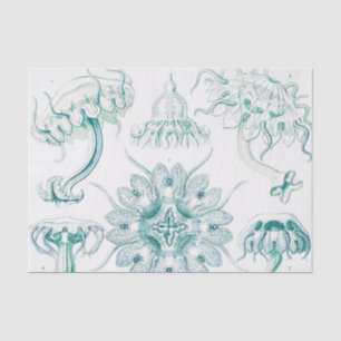 Jellyfish, Discomedusae by Ernst Haeckel Tissue Paper