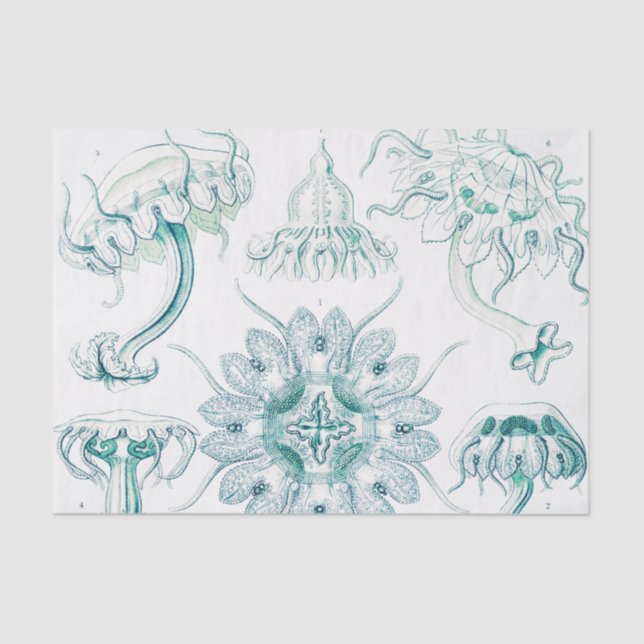 Jellyfish, Discomedusae by Ernst Haeckel Tissue Paper (Front)