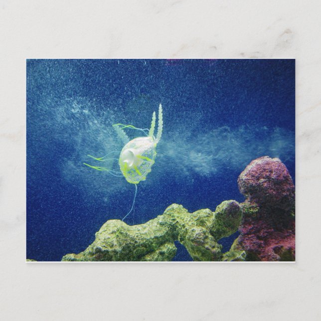 jellyfish fish custom personalize Anniversaries Postcard (Front)