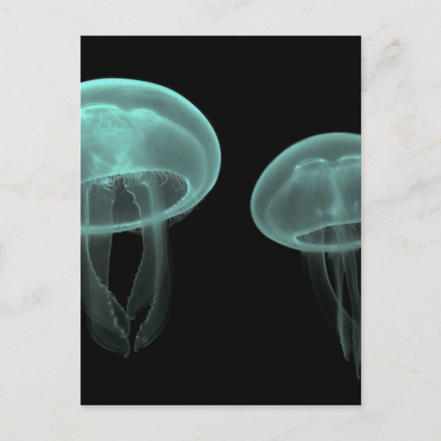 jellyfish fish custom personalize Anniversaries Postcard (Front)