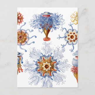 Jellyfish in Orange and Blue Postcard