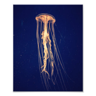 Jellyfish in Vibrant Colour Photo Print