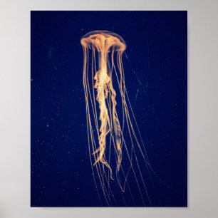 Jellyfish in Vibrant Colour Poster
