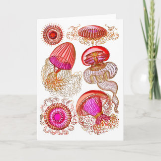 Jellyfish Leptomedusae in Bright Pink Card