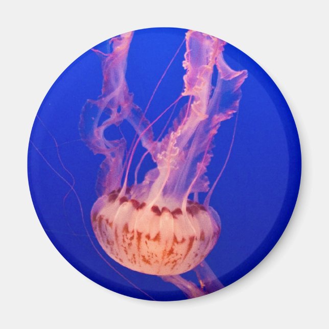 Jellyfish Magnet (Front)