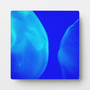 Jellyfish Plaque
