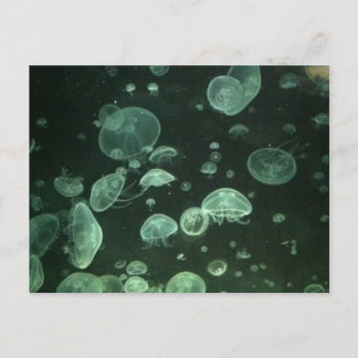 Jellyfish Post Card