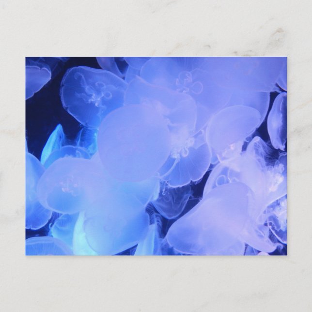 JELLYFISH POSTCARD (Front)