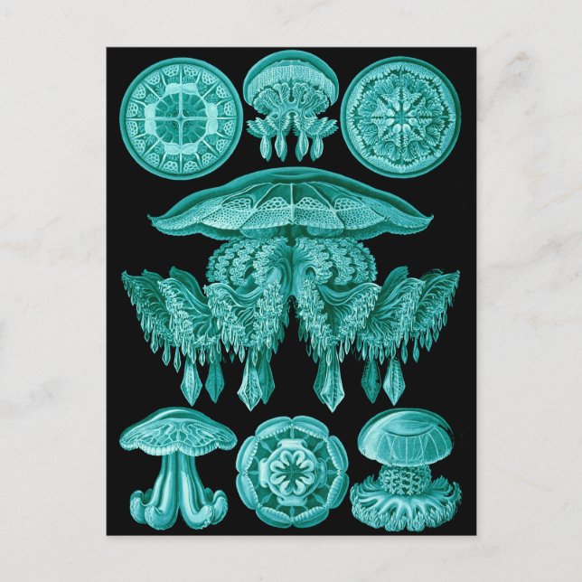 Jellyfish Postcard (Front)
