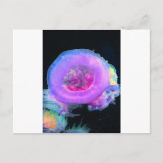 Jellyfish Postcard