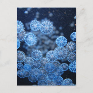Jellyfish Postcard