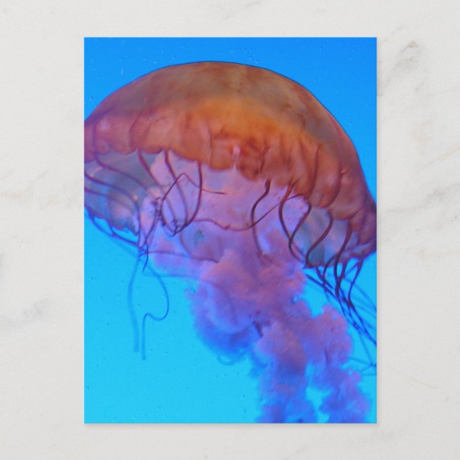 Jellyfish Postcard (Front)
