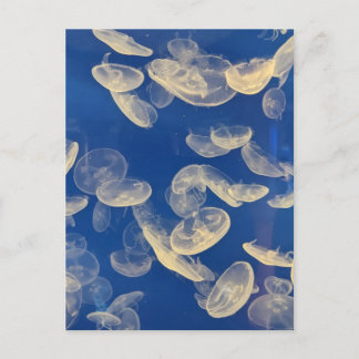 Jellyfish Postcard