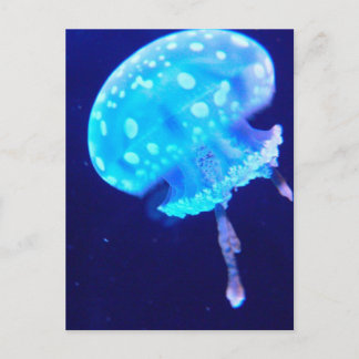 Jellyfish Postcard