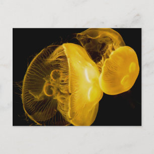 Jellyfish Postcard