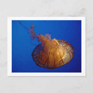 Jellyfish Postcard