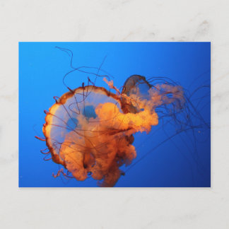 Jellyfish Postcard