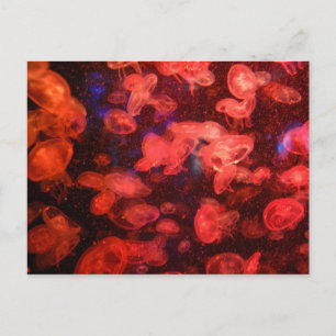 Jellyfish Postcard
