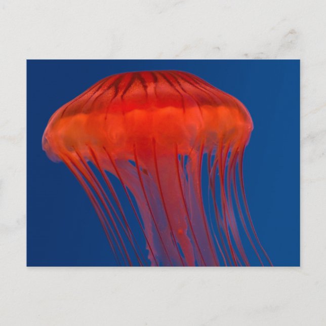 Jellyfish Postcard (Front)