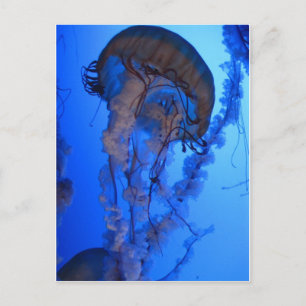Jellyfish Postcard