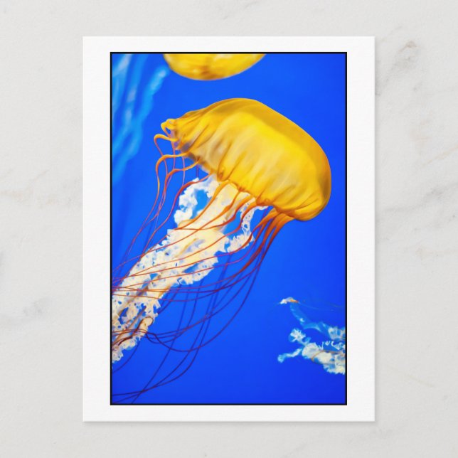 Jellyfish Postcard (Front)