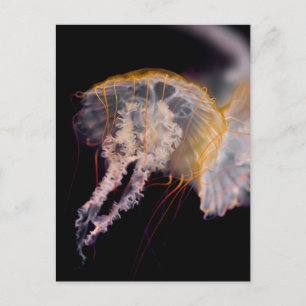 Jellyfish Postcard
