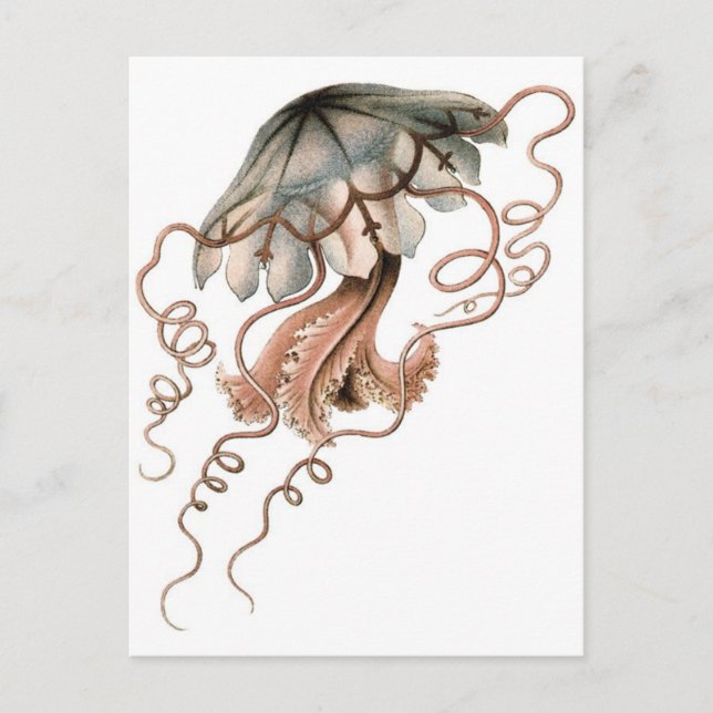 Jellyfish Postcard (Front)