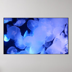 JELLYFISH POSTER