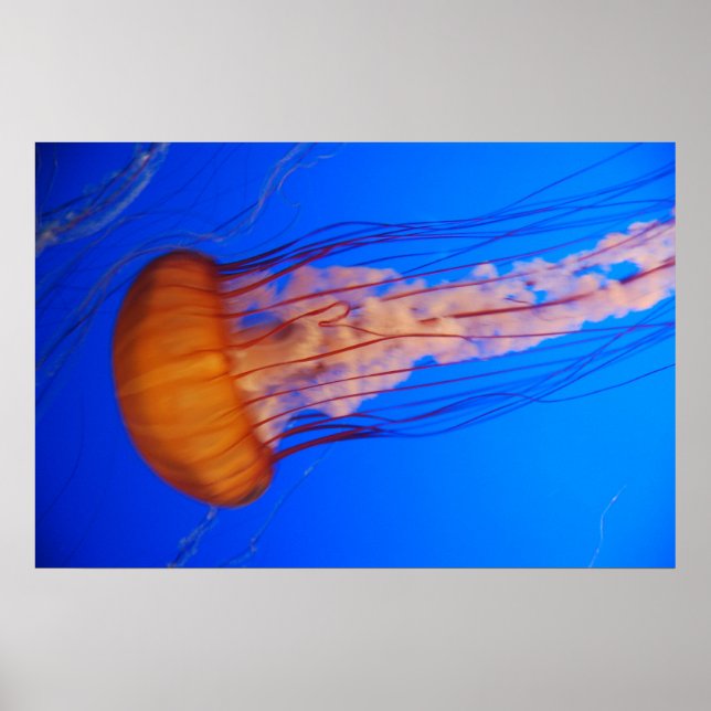 Jellyfish Poster 1 (Front)