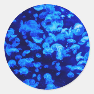Jellyfish, Sea Animals, Sea Life, Ocean Animals Classic Round Sticker
