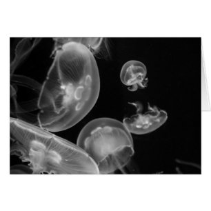 Jellyfish Underwater