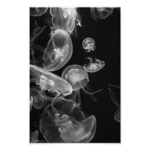 Jellyfish Underwater Photo Print