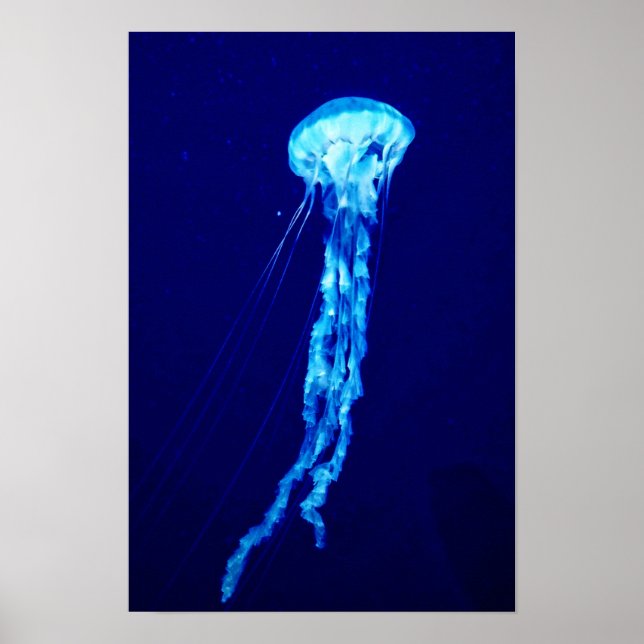 Jellyfish wall art poster print (Front)