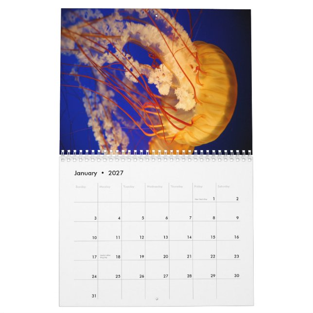 Jellyfish Wall Calendar (Jan 2027)
