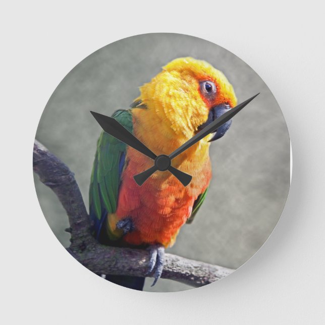 Jenday Conure Clock (Front)