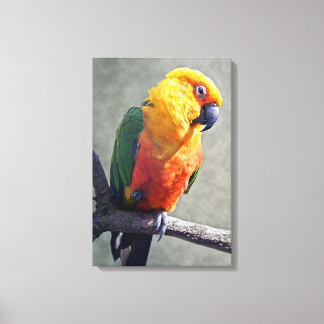 Jenday Conure Wrapped Canvas (Front)