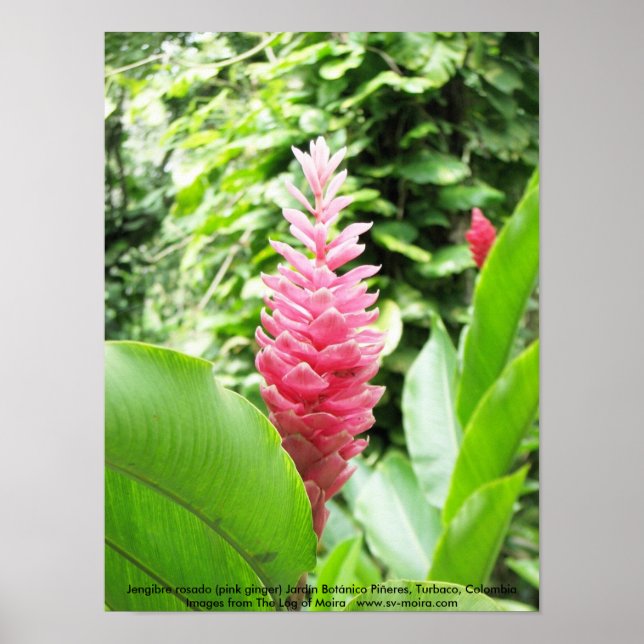 Jengibre rosado (pink ginger) poster (Front)