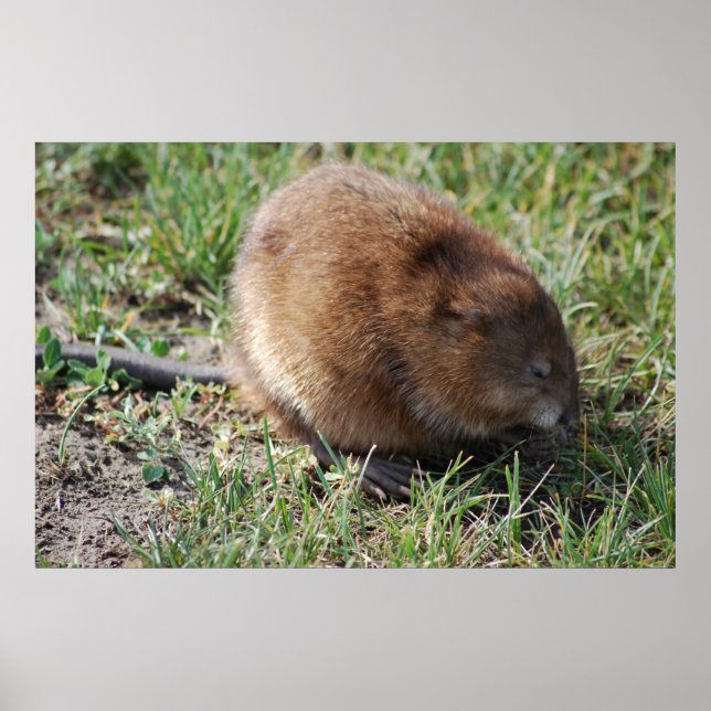 Jerry the muskrat poster (Front)