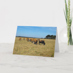Jersey calves and young bull holiday card