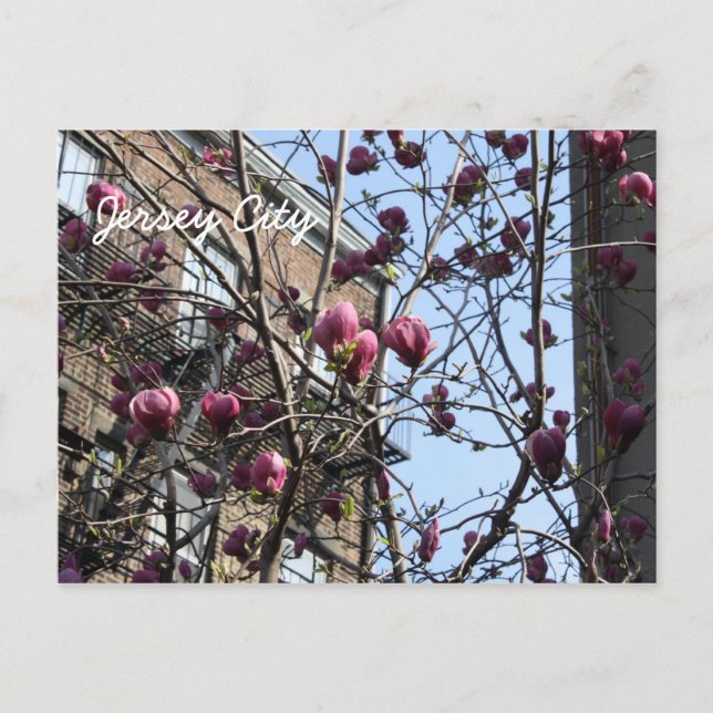 Jersey city flowers postcard (Front)