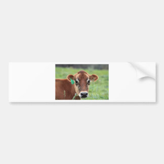 Jersey Cow Bumper Sticker