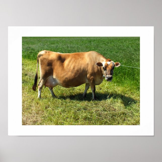 Jersey cow in Jersey Channel Islands Poster (Front)