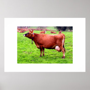Jersey cow in Jersey Poster