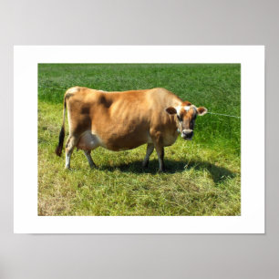 Jersey cow in the Channel Islands Poster