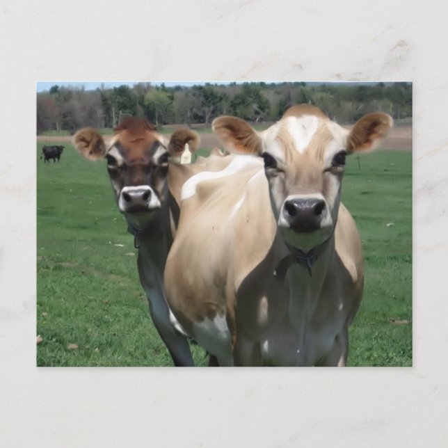 Jersey cows postcard (Front)