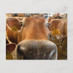 Jersey Dairy Cow Close-up Photo Postcard