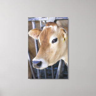 Jersey dairy cow with head in head lock. canvas print