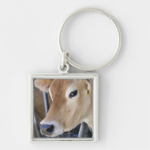 Jersey dairy cow with head in head lock. keychain